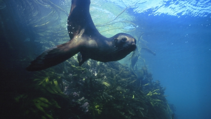 Dolphins swimming underwater in Kaikoura waters