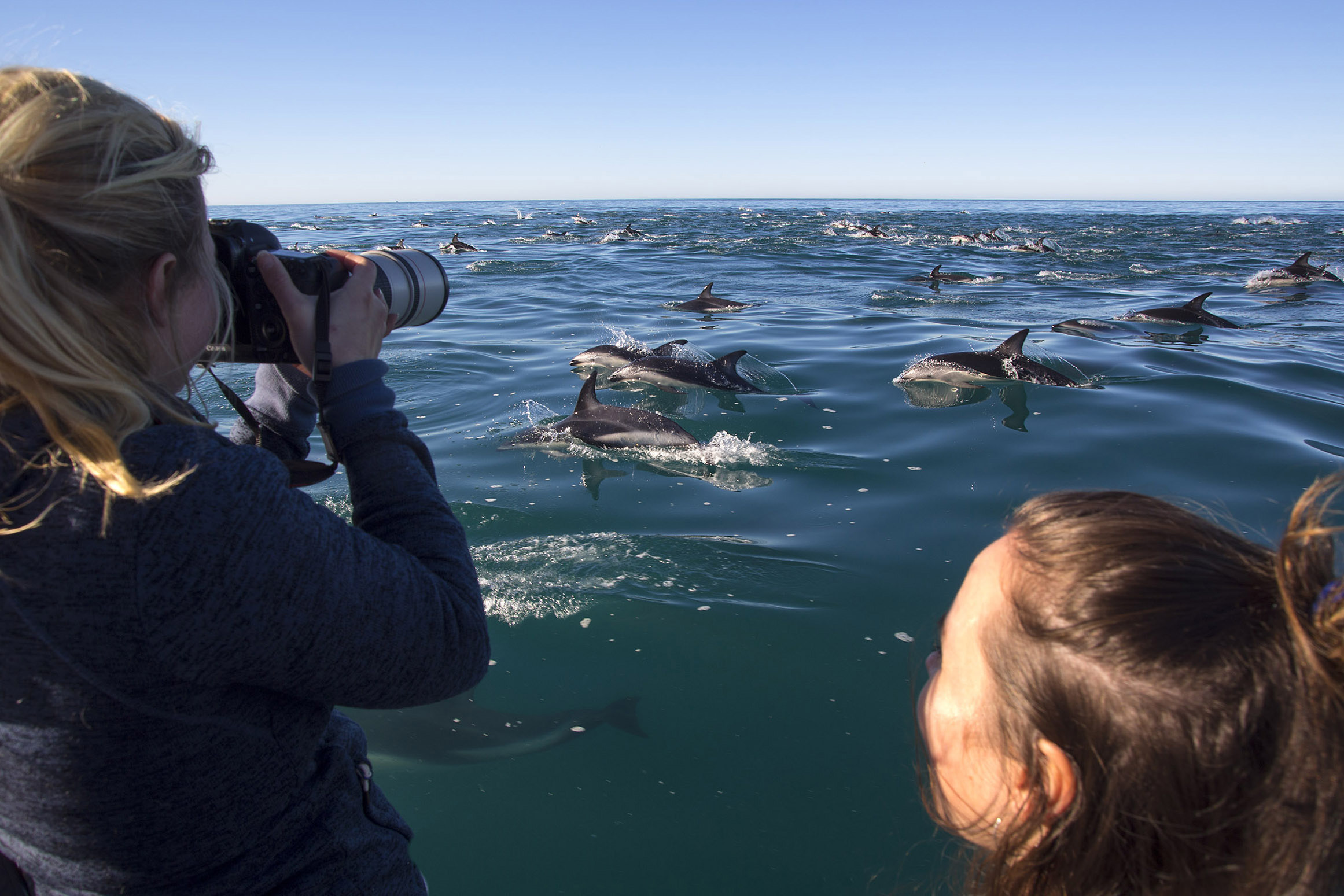 Guests on boat watching dolphins at sea