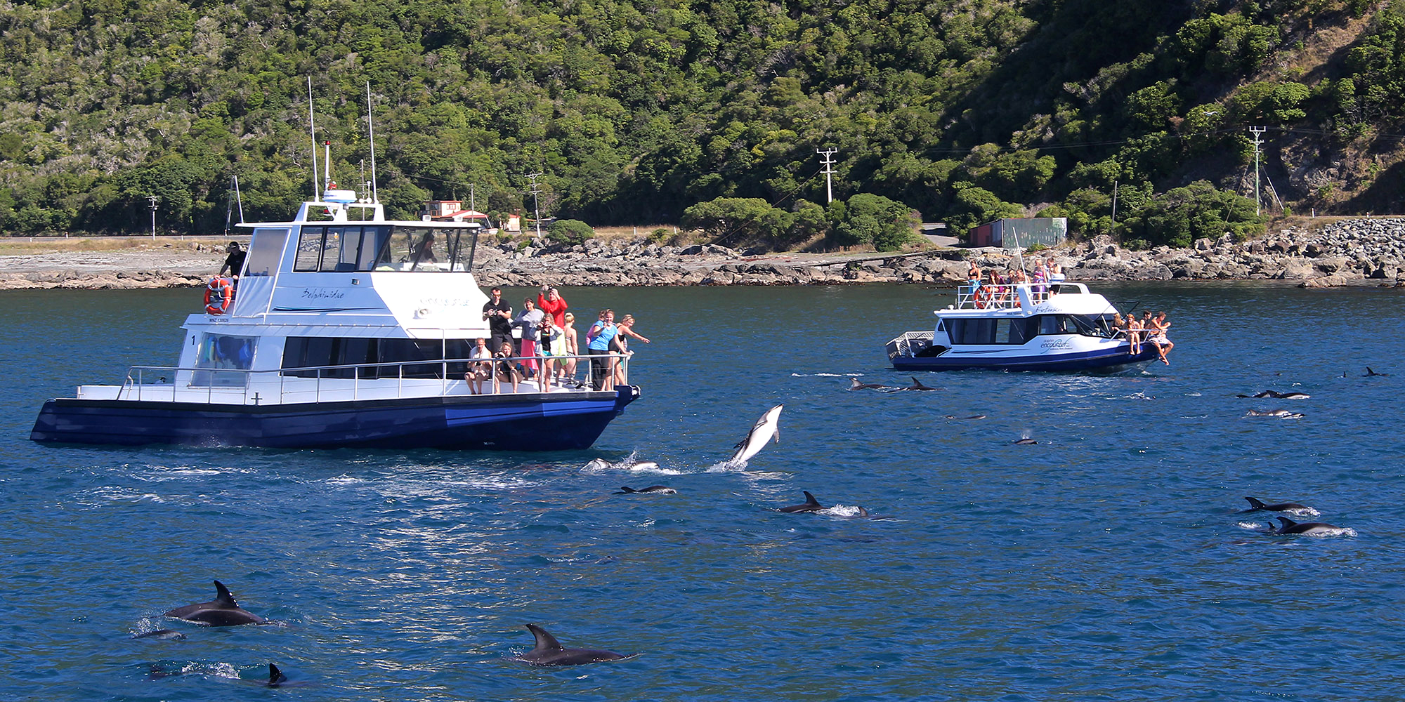 Dusky dolphins leaping around a tour boat near Kaikoura