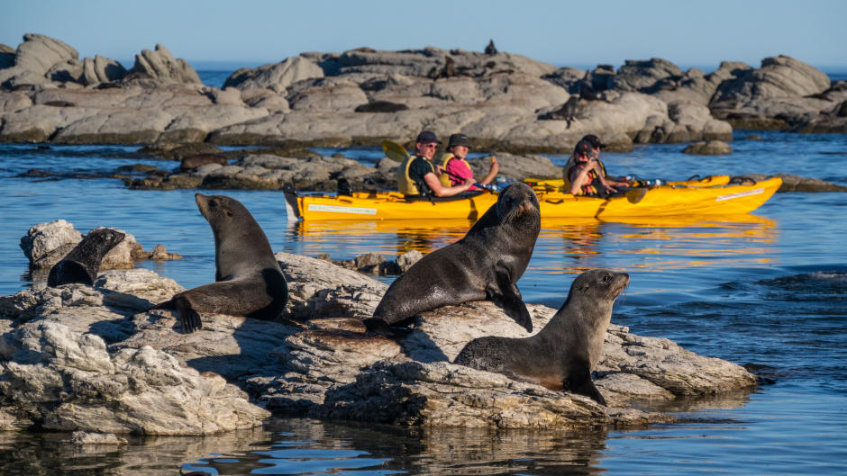 Sea kayaking along the Kaikoura coastline