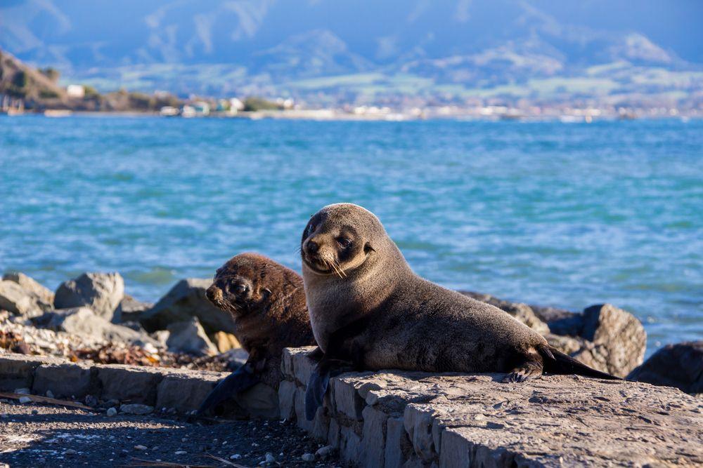 Seal colony along the Kaikoura coast