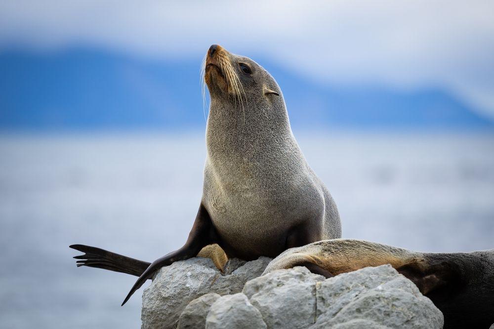 Seals on Kaikoura rocky shoreline