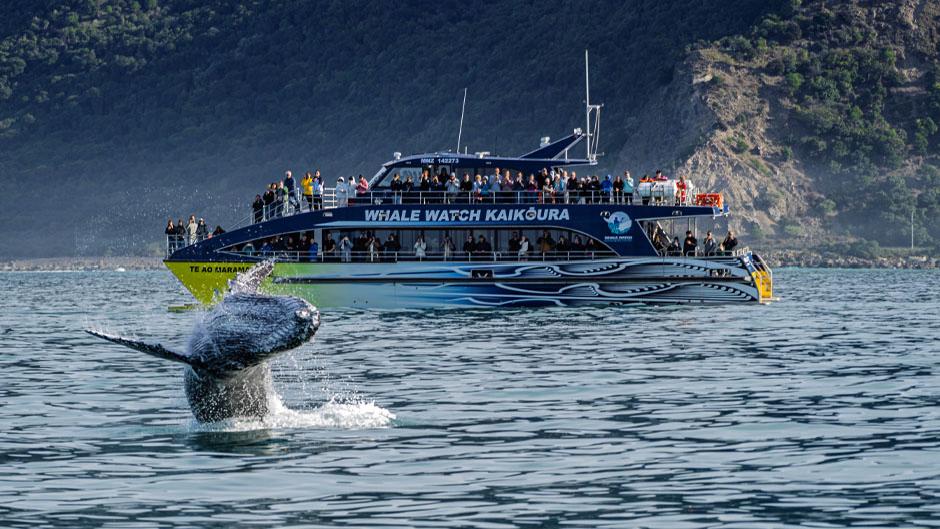 Humpback whale off Kaikoura coastline